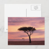 Silhouette image of acacia tree at sunrise postkarte (Vorne/Hinten)