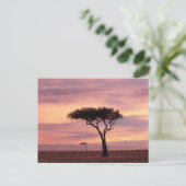 Silhouette image of acacia tree at sunrise postkarte (Stehend Vorderseite)