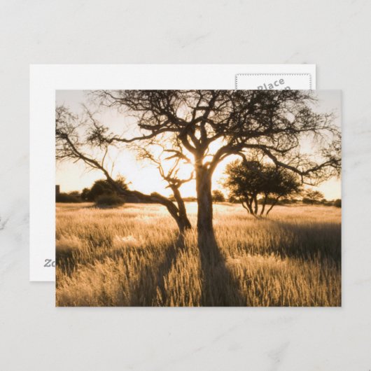 Silhouette of Acacia Trees in Grass. Mariental Postkarte (Vorne/Hinten)
