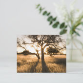 Silhouette of Acacia Trees in Grass. Mariental Postkarte (Stehend Vorderseite)