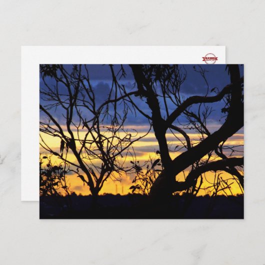 Silhouette Trees Skyscapes Postkarte (Vorne/Hinten)