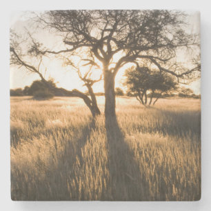 Silhouette von Akazienbäumen im Gras. Mariental Steinuntersetzer