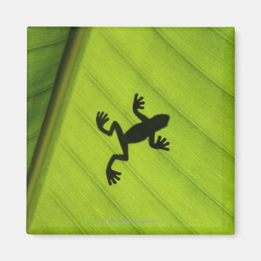 Silhouette von Frosch durch Bananenblatt Magnet (Vorne)