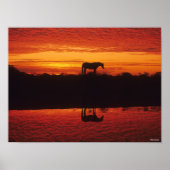 Silhouette von Pferden gegen Sunset Sky Poster (Vorne)