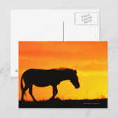 Silhouette von Zebra auf Savanne Postkarte (Vorne/Hinten)