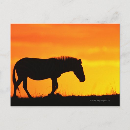 Silhouette von Zebra auf Savanne Postkarte (Vorderseite)