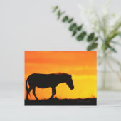 Silhouette von Zebra auf Savanne Postkarte (Stehend Vorderseite)