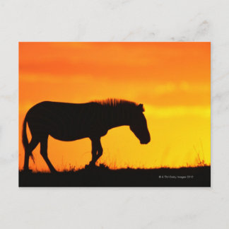 Silhouette von Zebra auf Savanne Postkarte