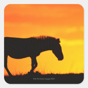 Silhouette von Zebra auf Savanne Quadratischer Aufkleber