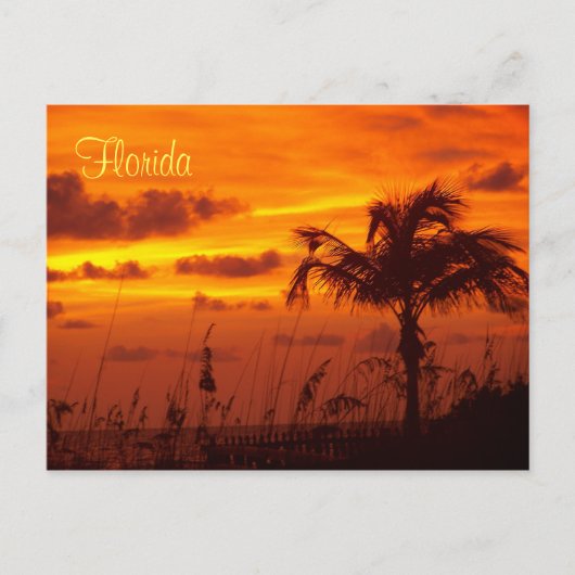 Silhouetten Floridas Postkarte (Vorderseite)