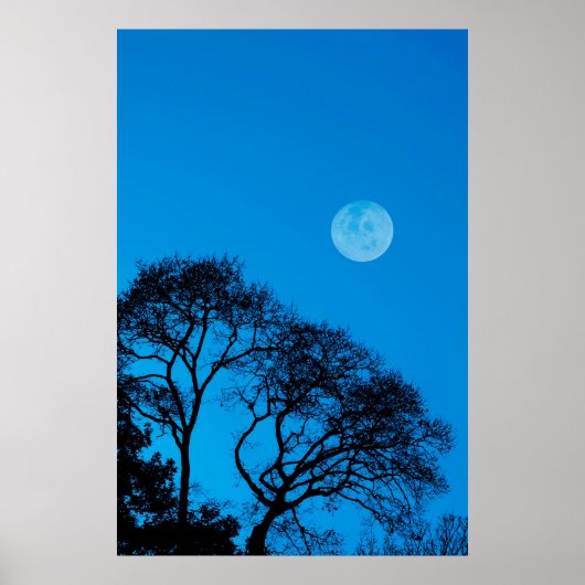 Silhouetten und Vollmond Poster (Vorne)