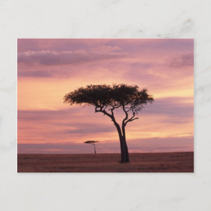 Silhouettenbild eines Akazienbaums bei Sonnenaufga Postkarte