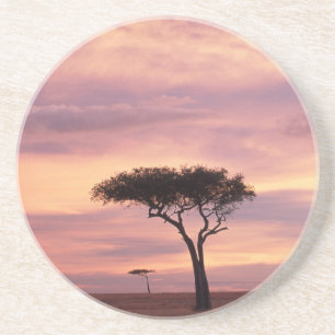 Silhouettenbild eines Akazienbaums bei Sonnenaufga Untersetzer