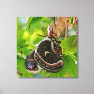 Silk Moth Wings Portrait Leinwanddruck