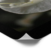 Silk Orchid Floral Fotoster Poster (Ecke)