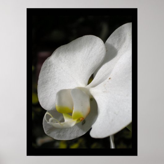 Silk Orchid Floral Fotoster Poster (Vorne)