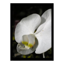 Silk Orchid Floral Fotoster
