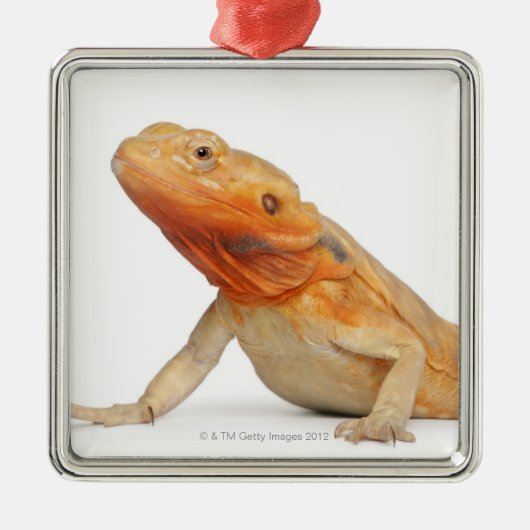 SilkBacks scaleless bärtiger Drache - Pogona Ornament Aus Metall (Vorne)