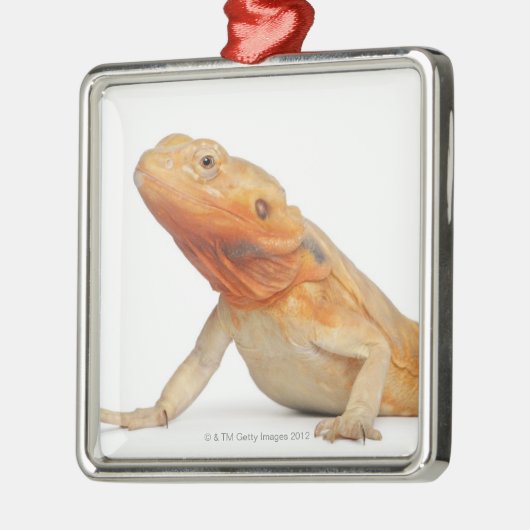 SilkBacks scaleless bärtiger Drache - Pogona Ornament Aus Metall (Links)