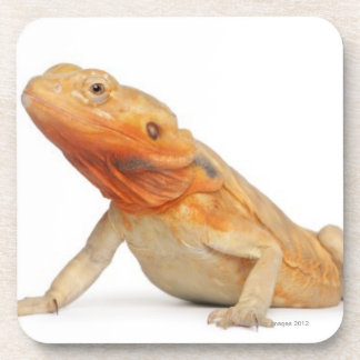 SilkBacks scaleless bärtiger Drache - Pogona Untersetzer