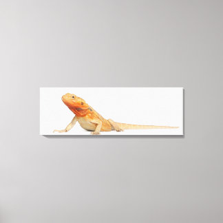 SilkBacks skalenloser Bartdrache - Pogona Leinwanddruck