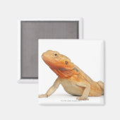 SilkBacks skalenloser Bartdrache - Pogona Magnet (Vorderseite/Rückseite)