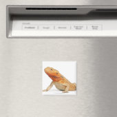 SilkBacks skalenloser Bartdrache - Pogona Magnet (In Situ (Geschirrspüler))