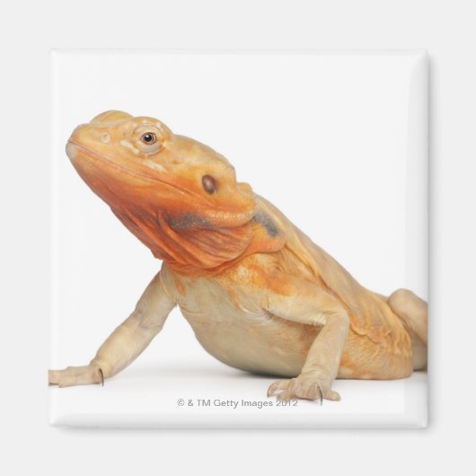 SilkBacks skalenloser Bartdrache - Pogona Magnet (Vorne)