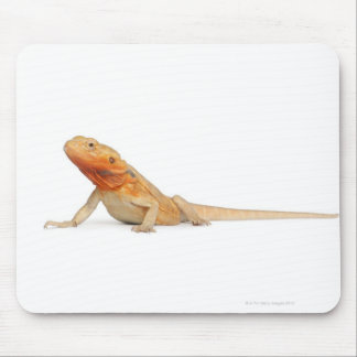 SilkBacks skalenloser Bartdrache - Pogona Mousepad