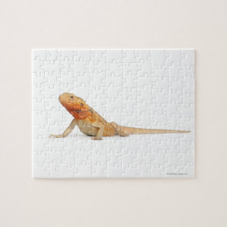 SilkBacks skalenloser Bartdrache - Pogona Puzzle