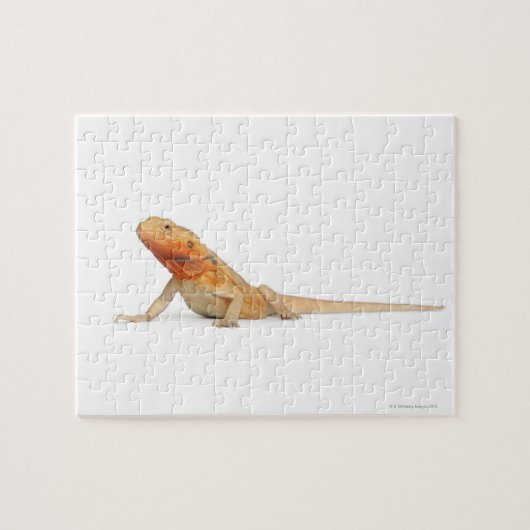 SilkBacks skalenloser Bartdrache - Pogona Puzzle (Horizontal)