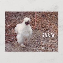Silkie Bantam Chicken Postcard Postkarte