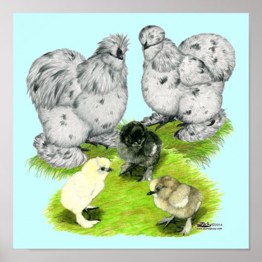 Silkie Bantam Splash Familie Poster (Vorne)
