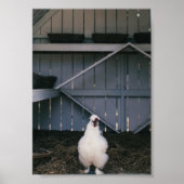 Silkie Chicken Poster (Vorne)