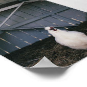 Silkie Chicken Poster (Ecke)