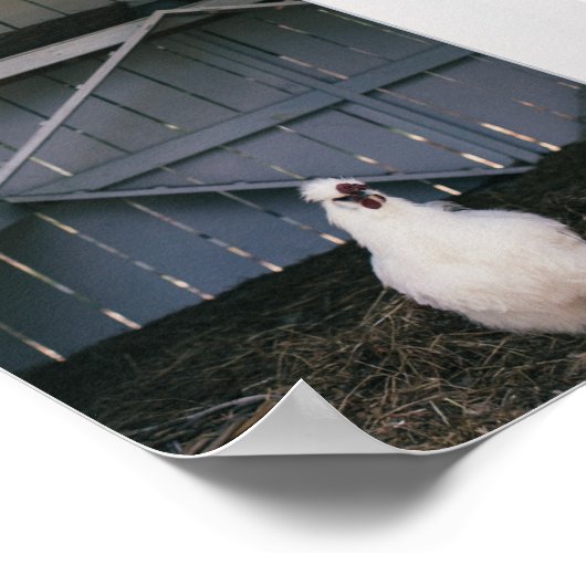 Silkie Chicken Poster (Ecke)