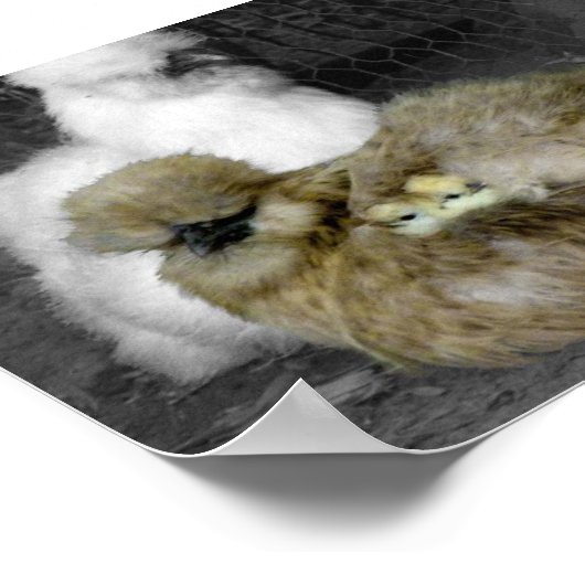 Silkie Hens mit Hühnern pinkeln aus Federn Poster (Ecke)