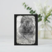 Silkie Postkarte (Stehend Vorderseite)