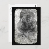 Silkie Postkarte (Vorne/Hinten)