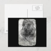 Silkie Postkarte (Vorne/Hinten)