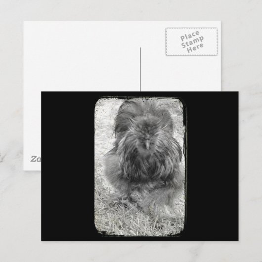 Silkie Postkarte (Vorne/Hinten)