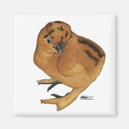 Silkie Red Chick Magnet (Vorne)
