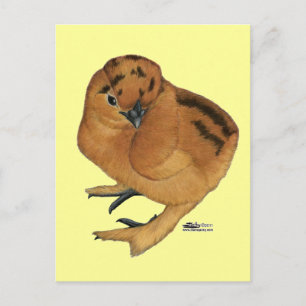 Silkie Red Chick Postkarte