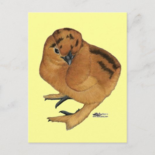 Silkie Red Chick Postkarte (Vorderseite)