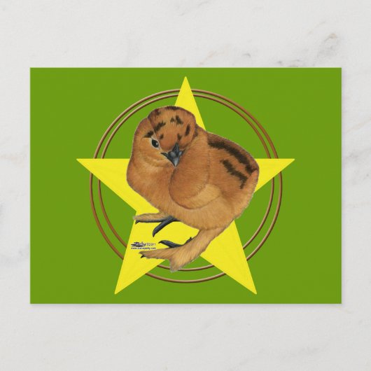 Silkie Red Chick Star Postkarte (Vorderseite)