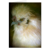 Silkie Rooster (Vorne)