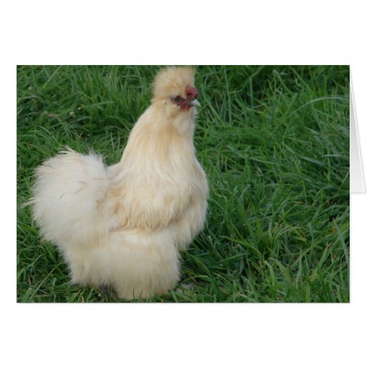 Silkie Rooster (Vorderseite (Horizontal))