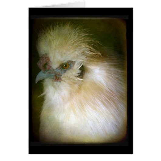 Silkie Rooster (Vorne)
