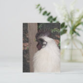 Silkie Rooster Foto Postkarte (Stehend Vorderseite)