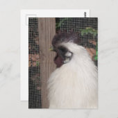 Silkie Rooster Foto Postkarte (Vorne/Hinten)